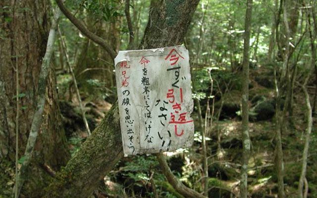 Topp 10 merkelige og unike skoger