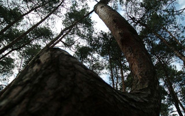 Top 10 păduri ciudate și unice