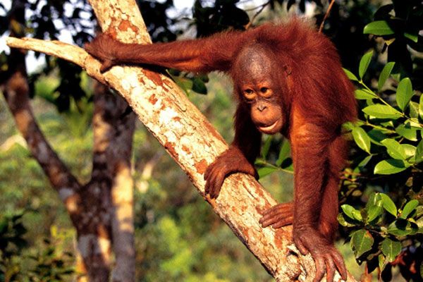 Top 10 zwierząt, które wolą żyć w drzewach