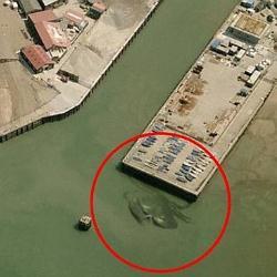 în берегов Великобритании заметили гигантского 15-метрового краба