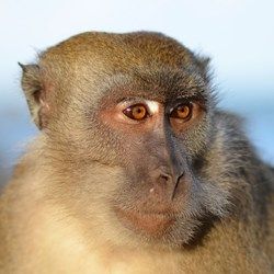 Cientistas пересадили голову обезьяны