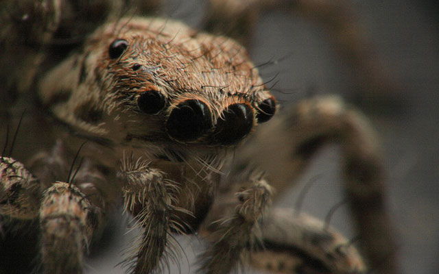 Niesamowite oczy pająków-koni