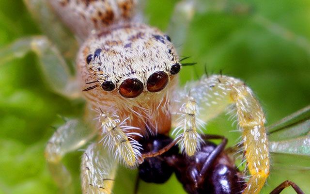 Niesamowite oczy pająków-koni