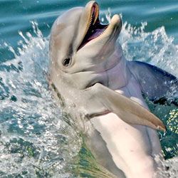 Erstaunlich способности дельфинов