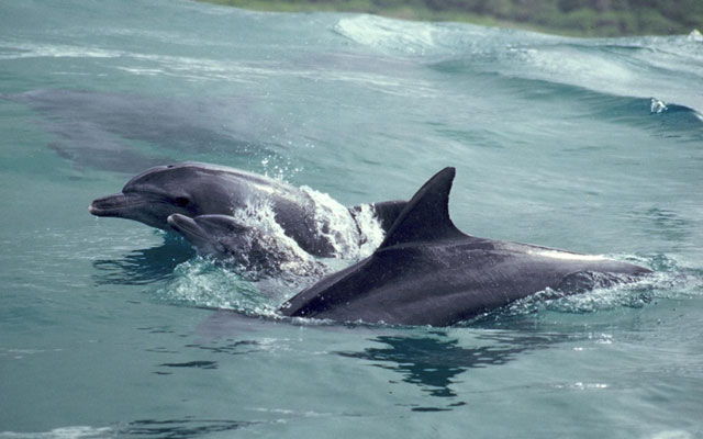 Niesamowite umiejętności delfinów