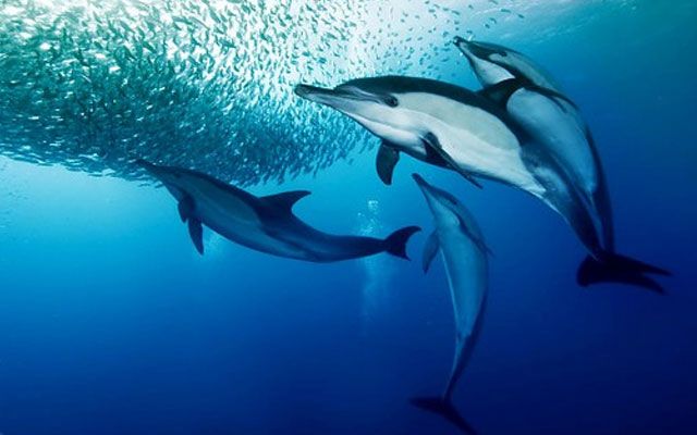 Erstaunliche Fähigkeiten von Delfinen