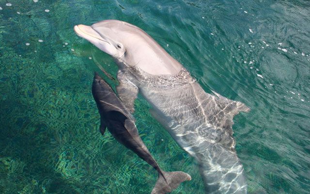 Niesamowite umiejętności delfinów