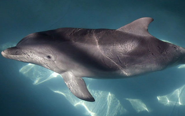 Úžasné schopnosti delfínů
