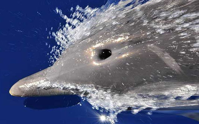 Utrolige evner av delfiner