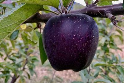 In der Китае выращивают черные алмазные яблоки