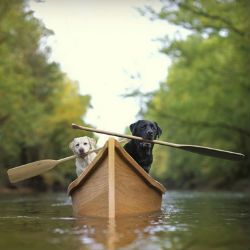 Všechno ли собаки умеют плавать?
