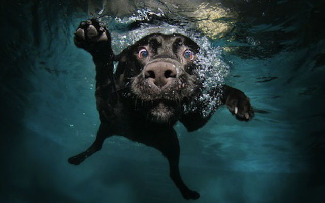 Všichni psi vědí, jak plavat?