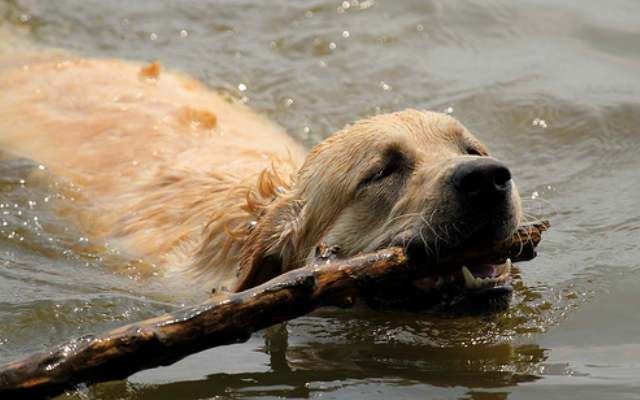 Kjenner alle hundene seg å svømme?