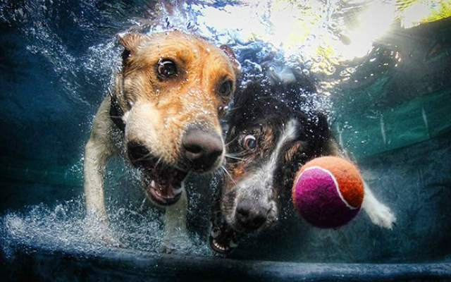 Câinii știu cum să înoate?
