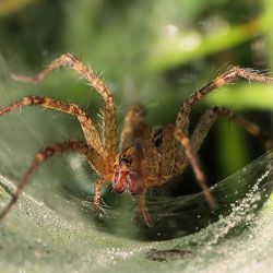 Hva for самки пауков съедают своих партнеров?