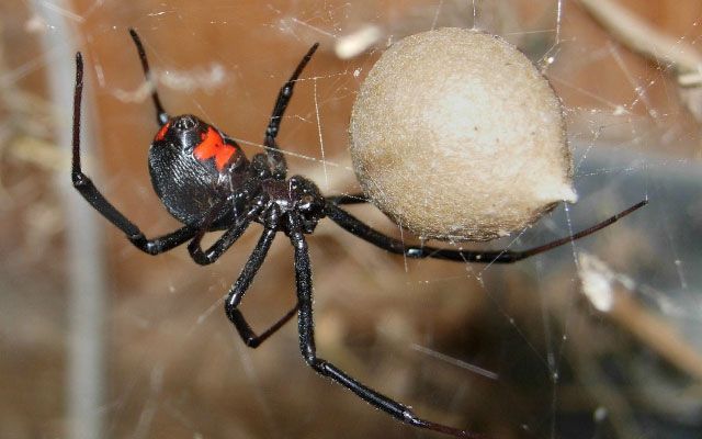 Hvorfor spiser edderkopper sine partnere?