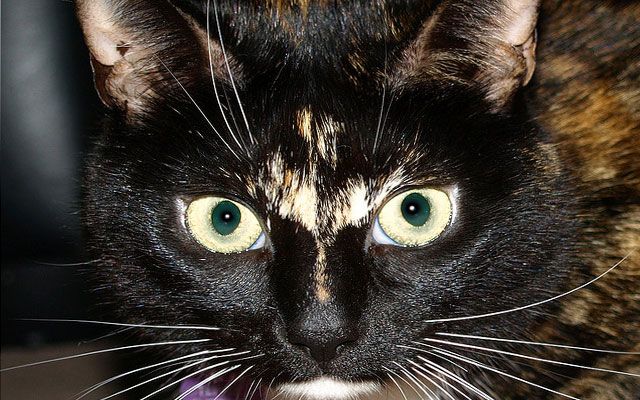 Mystisk katt med "to ansikter": uvanlig farge på dyr