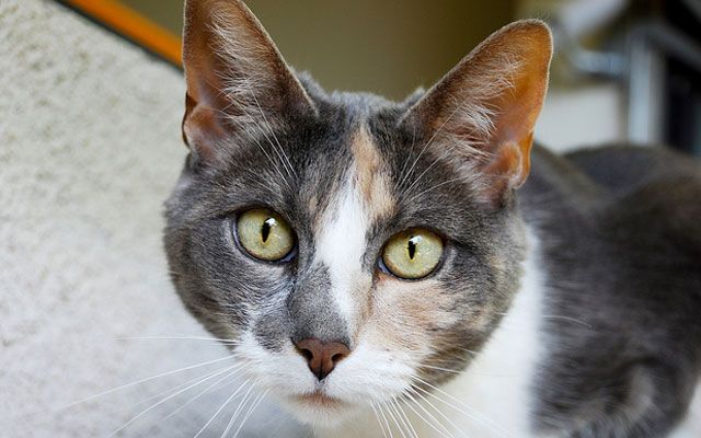 Mysteriöse Katze mit "zwei Gesichtern": ungewöhnliche Tierfarbe