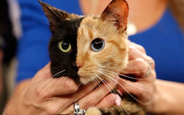 Tajemniczy kot o "dwóch twarzach": niezwykły kolor zwierząt