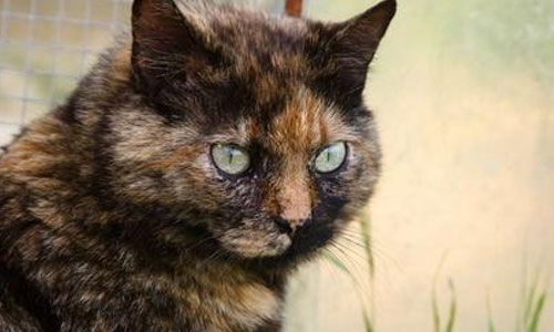Mystisk katt med "to ansikter": uvanlig farge på dyr