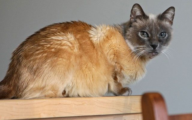 Mysteriöse Katze mit "zwei Gesichtern": ungewöhnliche Tierfarbe
