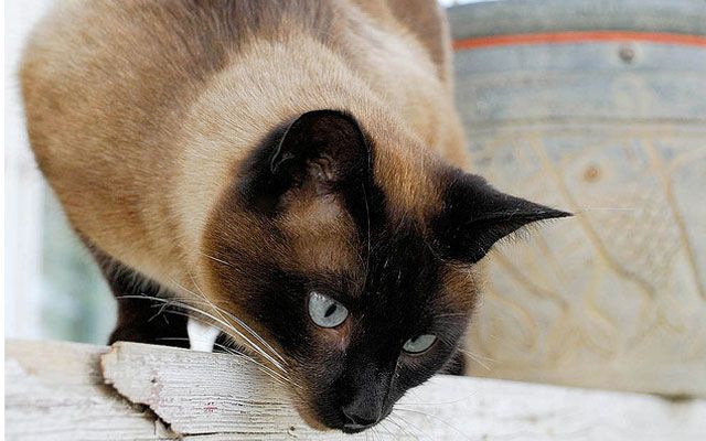 Tajemná kočka s "dvěma tvářemi": neobvyklá barva zvířat