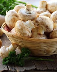 lingou грибов