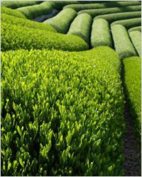 plantație зелёного китайского чая