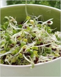 salată с проростками