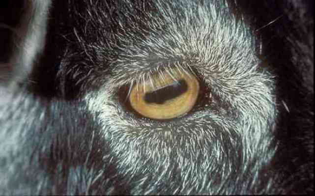 Dyr med utrolige øyne
