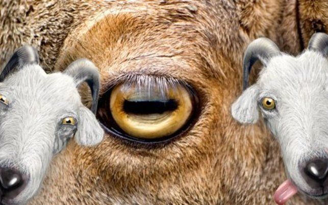 Dyr med utrolige øyne
